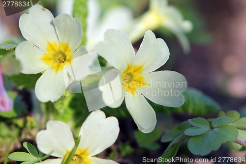 Image of primula yellow flower