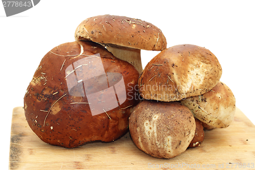 Image of bunch of boletus edulis