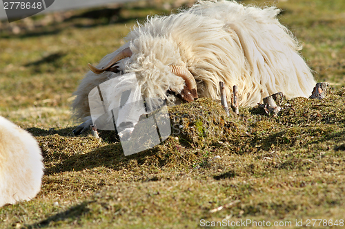 Image of lazy ram on lawn