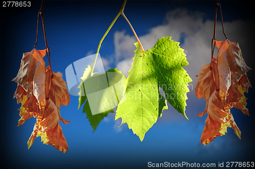 Image of conceptual image of life and death with leaves