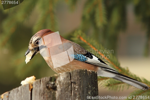 Image of garrulus glandarius eating on stump feeder