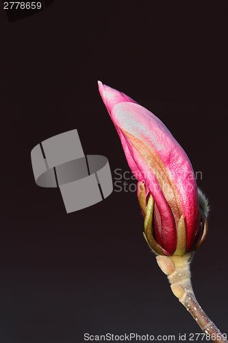 Image of purple bud of magnolia flower