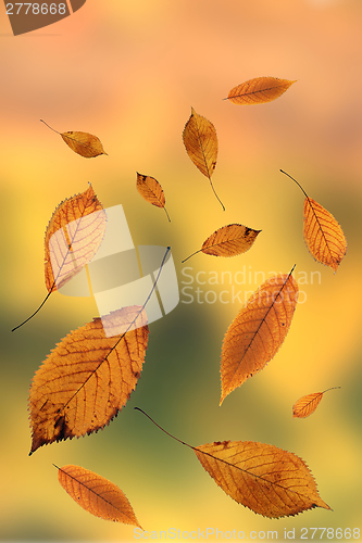 Image of autumn leaves on out of focus background