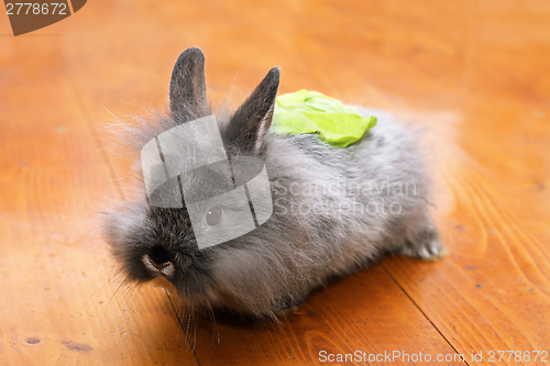 Image of funny rabbit with salad on the back