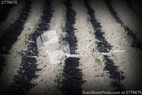 Image of plowed land interesting perspective