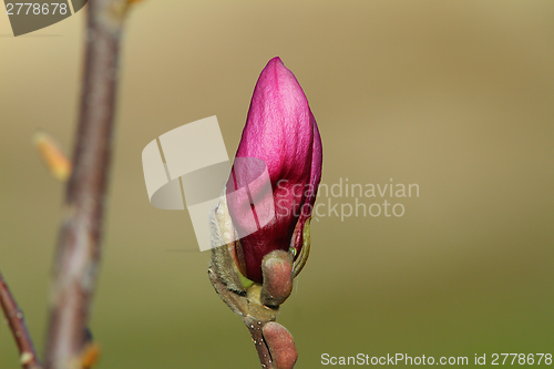 Image of emerging magnolia purple flower