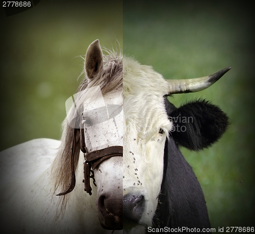 Image of abstract montage of cow and horse heads