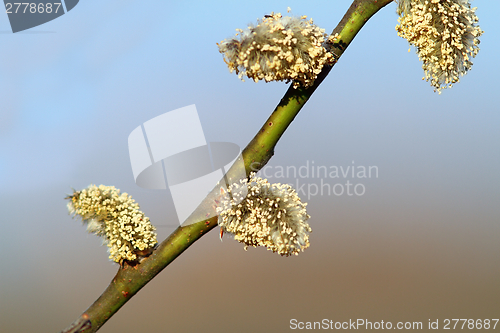 Image of willow buds