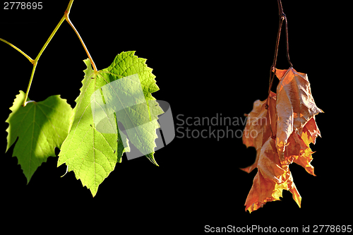 Image of alive and dead leaves