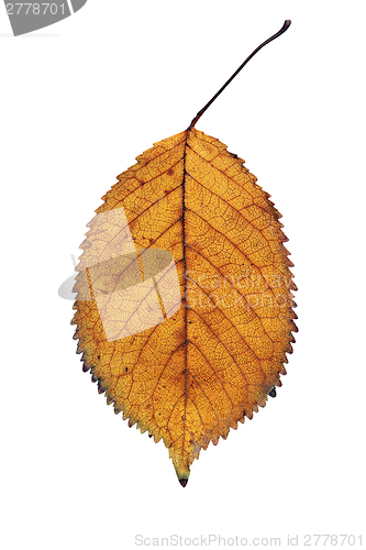 Image of isolated gold cherry leaf detail