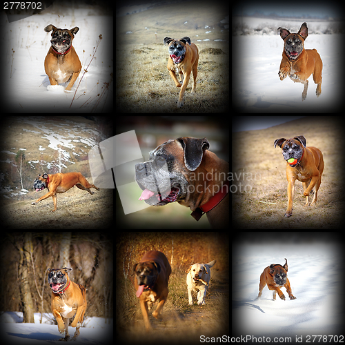 Image of happy boxer breed images collection