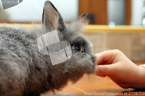 Image of child hand feeding rabbit