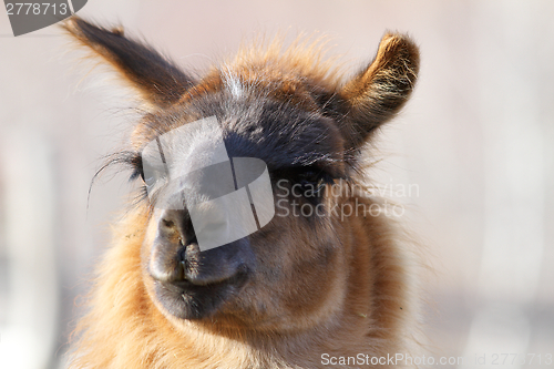 Image of lama glama looking at the camera