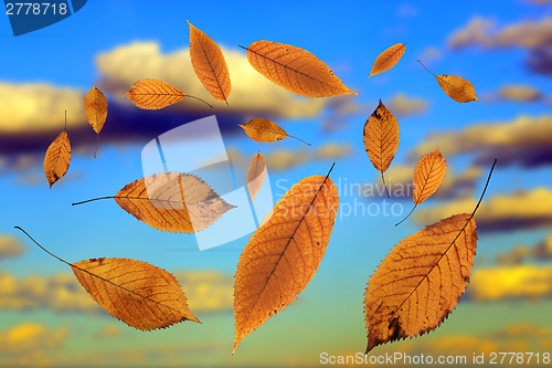 Image of falling leaves over the sky