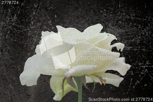 Image of abstract view of white rose