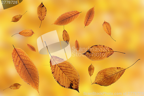 Image of leaves falling on ground over autumn background