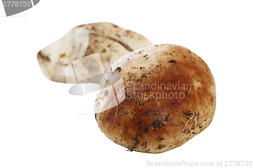 Image of isolated eatable mushroom
