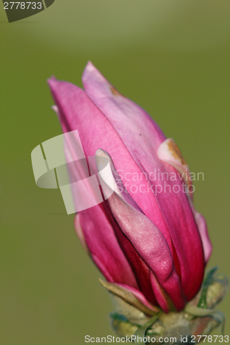 Image of detail of purple flower of magnolia tree