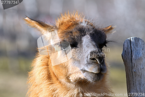 Image of llama standing near farm fence