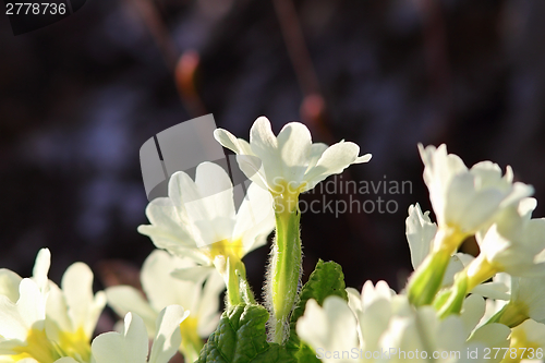 Image of yellow primula flowers