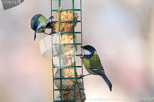 Image of two different species on bird feeder
