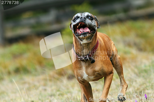 Image of ugly boxer dog running