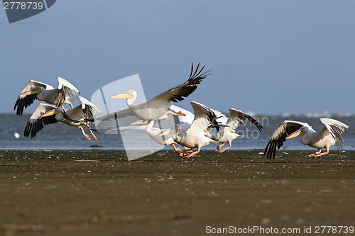 Image of pelicans flock taking flight from the beach