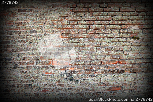 Image of moss on old brick wall