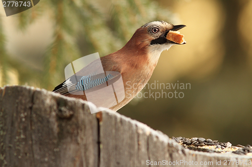 Image of jay swallowing white bread