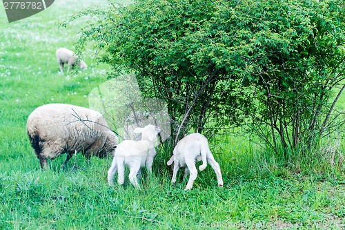 Image of cute sheep family