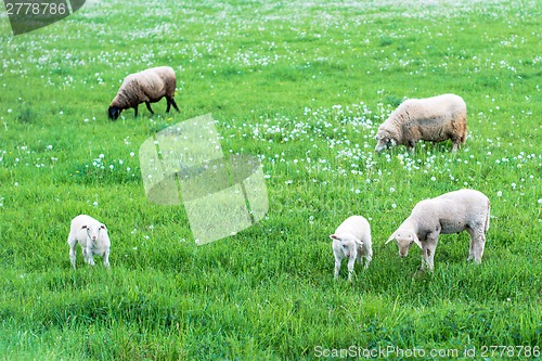 Image of cute sheep family