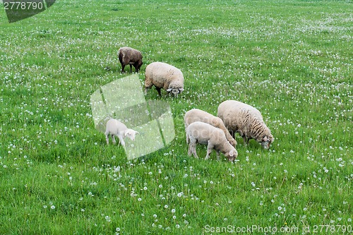 Image of cute sheep family