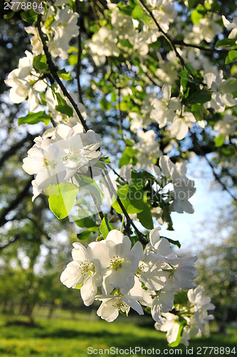 Image of Apple blossoms in spring 