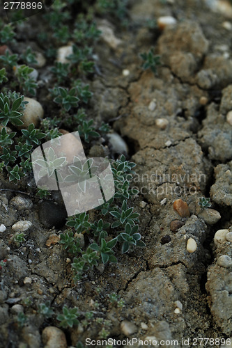 Image of Small plant