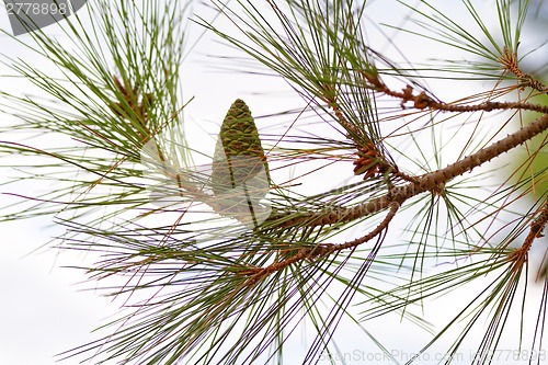 Image of Green pine