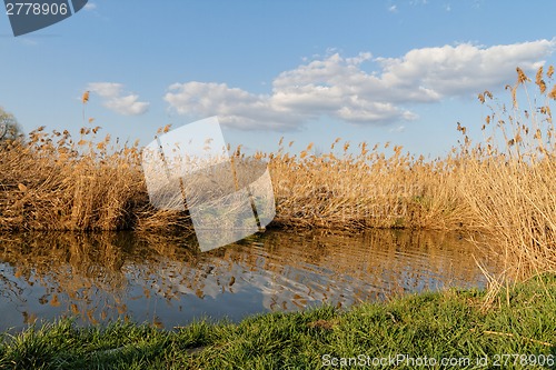 Image of Reeds at the lake