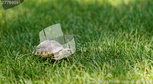 Image of Little turtle