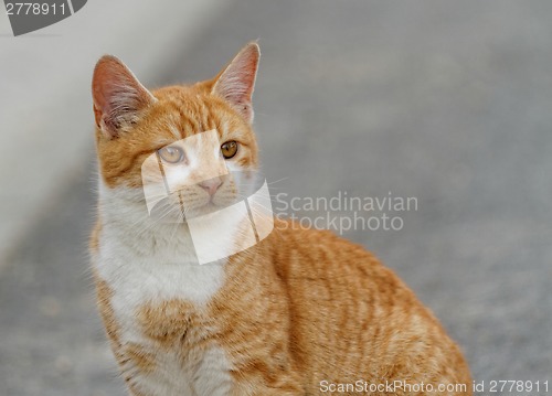 Image of Small cat