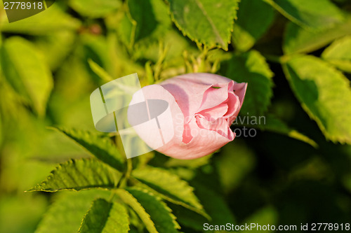 Image of Wild rose