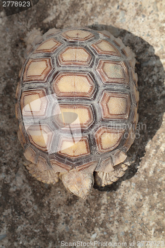 Image of Tortoiseshell