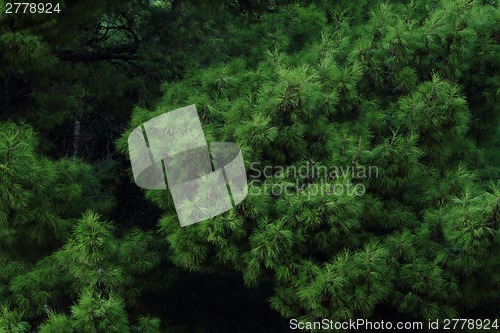 Image of Green forest