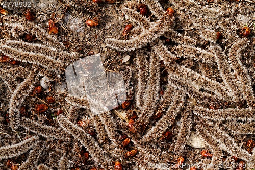 Image of Tree crop
