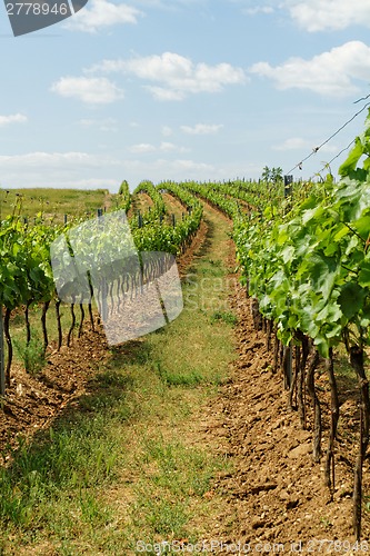 Image of Tokay grapes