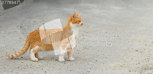 Image of Small cat