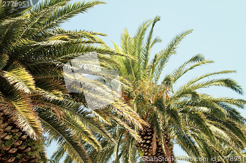 Image of Palms