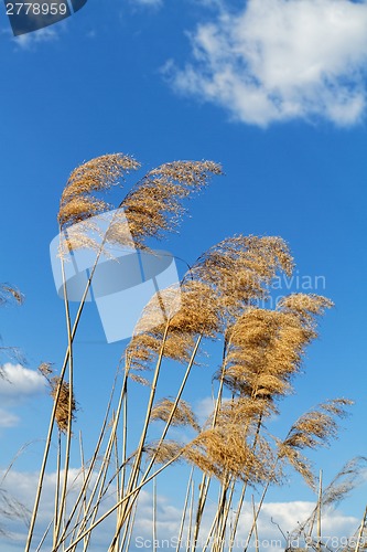 Image of Wheat land