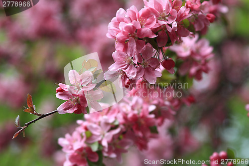 Image of Beautiful flower