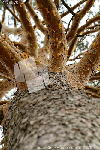 Image of Tree trunk