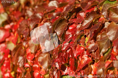 Image of Colorful leaves