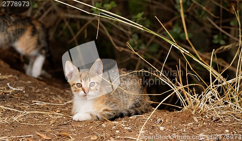 Image of Little cats